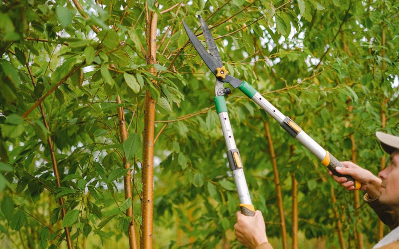 Tree trimming in Mountain View, WY